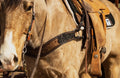 John Wayne Tripping Collar